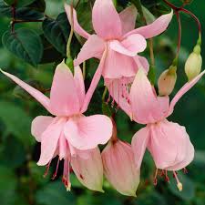 Pink Fuchsia Flower Seeds for Planting – Vibrant Colors, Heirloom Non-GMO High Germination Organic Garden Seeds