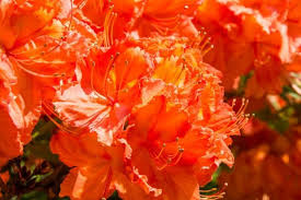 Rhododendron Orange Flower Seeds for Planting – Heirloom, Non-GMO, High Germination Organic Garden Seeds for Home Garden
