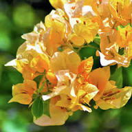 Yellow Bougainvillea Flower Seeds for Planting | Heirloom Non-GMO Organic Garden Seeds