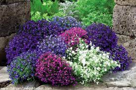 Lobelia erinus Flower Seeds for Planting – Heirloom & Non-GMO Trailing Blooms for Hanging Baskets, Borders & Containers