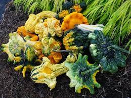 Thorns Gourd flower seeds for planting - Heirloom & Non-GMO Garden Seeds