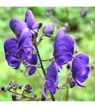 Aconite Flower Seeds for Planting – Heirloom, Non-GMO, High Germination Organic Garden Seeds