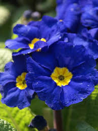 Blue Primrose Flower seeds for Planting – Compact Growth, Heirloom & Non-GMO Seeds for Home Garden