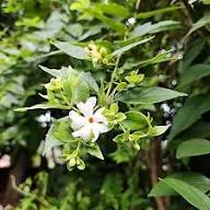 Heirloom Raat Ki Rani Flower Seeds – Non-GMO, High Germination Organic Garden Seeds