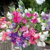 Heirloom Pea Flower Seeds for Planting – Non-GMO High Germination Organic Garden Seeds