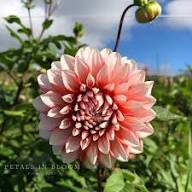 Butterscotch Dahlia Flower Seeds for Planting - Heirloom, Non-GMO, High Germination Organic Garden Seeds