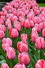 Pale Pink Tulip Flower Seeds for Planting – Heirloom, Non-GMO, High Germination Organic Garden Seeds