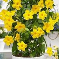 Yellow Corydalis Manchu Flower Seeds for Planting - Seasonal Bloomer, Heirloom &amp; GMO Free Seeds for Home Garden Non-GMO