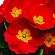 Primula Malacoides Red Flower Seeds for Planting – Heirloom, Non-GMO, High Germination