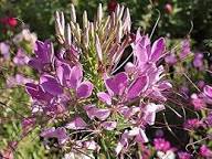 Pink Hatiora Rosea Flower Seeds for Planting - Heirloom, Non-GMO, High Germination Organic Garden Seeds