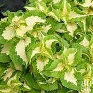 Yellow Green Coleus Flower Seeds for Planting – Heirloom, Non-GMO, Colorful Organic Garden Seeds