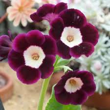 Lavender Primula Flower Seeds for Planting – Heirloom, Non-GMO, High Germination Organic Garden Seeds