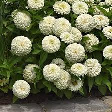 Heirloom Magellan Ivory Zinnia Flower Seeds for Planting – Non-GMO, High Germination Organic Garden Seeds