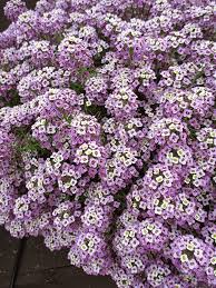 Alyssum Perennial Flower Seeds for Planting – Perfect for Borders, Heirloom, Non-GMO, High Germination Organic Garden Seeds
