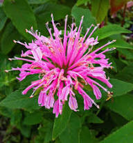 Pink Wild Bergamot Monarda Fistulosa Bee Balm Seeds for Planting – Hardy, Heirloom, Non-GMO, Organic Garden Seeds