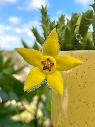 Yellow Stapelia Flower Seeds for Planting – Heirloom, Non-GMO, Hardy Variety, Organic Garden Seeds with High Germination
