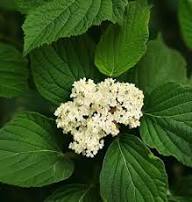 White Arrowwood Flower Seeds for Planting – Heirloom, Non-GMO, High Germination Organic Garden Seeds