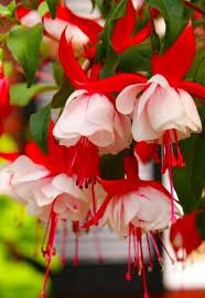 Fuchsia Flower Seeds for Planting – Heirloom, Non-GMO, Shade-Tolerant Garden Seeds