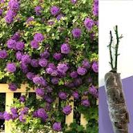 Climbing Rose Flower Seeds for Planting – Heirloom Non-GMO High Germination Organic Garden Seeds