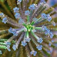 Blue Kalanchoe Flower Seeds for Planting | Heirloom Non-GMO High Germination Organic Garden Seeds