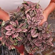 Pink Hypoestes Flower Seeds for Planting | Heirloom Non-GMO High Germination Organic Garden Seeds