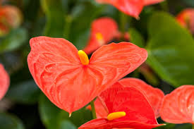 Anthurium Orange Flower Seeds for Planting - 100 pcs - Wildflower Mix, Heirloom & GMO Free Seeds for Home Garden