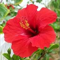 Hibiscus Flower Seeds in Orange for Planting – Heirloom Non-GMO, High Germination Organic Garden Seeds