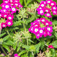 Pink Verbena Flower Seeds for Planting – Heirloom, Non-GMO, High Germination Organic Garden Seeds