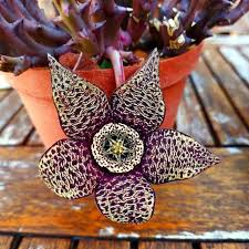 Stapelia Variegata Flower Seeds for Planting – Heirloom Non-GMO High Germination Organic Garden Seeds