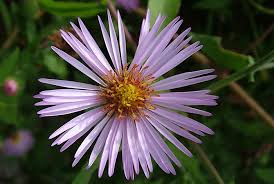 Climbing Aster Flower Seeds for Planting – Heirloom, Non-GMO, High Germination Garden Seeds