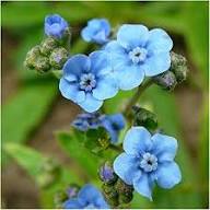 Blue Cynoglossum Amabile Flower Seeds for Planting - Heirloom, Non-GMO, High Germination Organic Garden Seeds