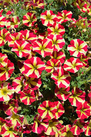 Red Yellow Petunia Flower Seeds for Planting – Heirloom, Non-GMO, High Germination Organic Garden Seeds