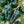 Ancho Poblano Vegetable Seeds for Planting – Heirloom & Non-GMO Chili Seeds with Mild Smoky Flavor