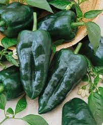 Ancho Poblano Vegetable Seeds for Planting – Heirloom & Non-GMO Chili Seeds with Mild Smoky Flavor