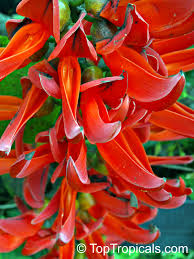 Red Jade Vine (Mucuna Bennettii) Flower Seeds for Planting – Pollinator Friendly, Heirloom, Non-GMO, High Germination Organic Garden Seeds