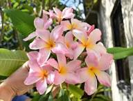 Light Pink Frangipani Flower Seeds for Planting | Heirloom Non-GMO High Germination Organic Garden Seeds