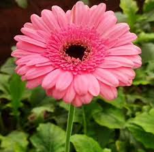 Pink Calendula Flower Seeds for Planting – Colorful Display Heirloom, Non-GMO, High Germination Organic Garden Seeds