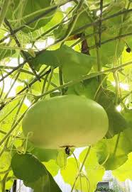 Corsican Vegetable Seeds for Planting – Heirloom & Non-GMO, High Germination Organic Seeds for Traditional Greens and Authentic Flavor