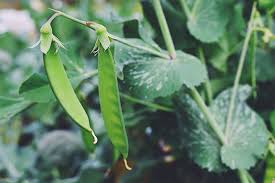 Snow Peas Vegetable Seeds for Planting – Heirloom & Non-GMO Garden Seeds
