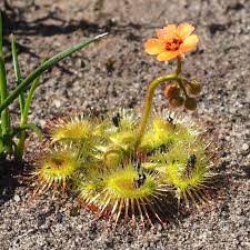Drosera Glanduligera (Pimpernel Sundew) Plant Seeds for Planting – Heirloom, Non-GMO, Organic Garden Seeds