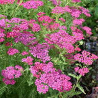 Pink Achillea Yarrow Flower Seeds for Planting - Premium Quality, Heirloom & GMO Free Seeds for Home Garden Non-GMO