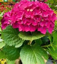 Hydrangea Flower Seeds Burgundy for Planting – Heirloom, Non-GMO, High Germination Garden Seeds