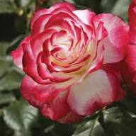 Pink White Stripe Rose Flower Seeds for Planting | Heirloom Non-GMO High Germination Organic Garden Seeds