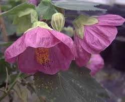Pink Abutilon Striatum Flower Seeds for Planting – Wildflower Mix, Heirloom, Non-GMO, High Germination Organic Garden Seeds
