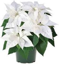 White Poinsettia Flower Seeds for Planting – Heirloom, Non-GMO, High Germination Organic Garden Seeds
