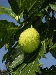 Artocarpus Breadfruit altilis Seeds for Planting – Heirloom, Non-GMO, High Germination Organic Tropical Fruit Tree Seeds
