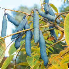 Blue Sausage Plant Seeds for Planting – Heirloom & Non-GMO Seeds for Unique Ornamental Garden Pods