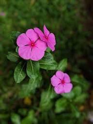 Thick Pink Periwinkle Flower Seeds for Planting Heirloom Non-GMO High Germination Organic Garden Seeds