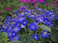 Blue Hepatica Flower Seeds for Planting – Pollinator Friendly, Heirloom, Non-GMO, High Germination