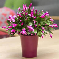 Violet Schlumbergera Flower Seeds for Planting | Heirloom Non-GMO High Germination Organic Garden Seeds